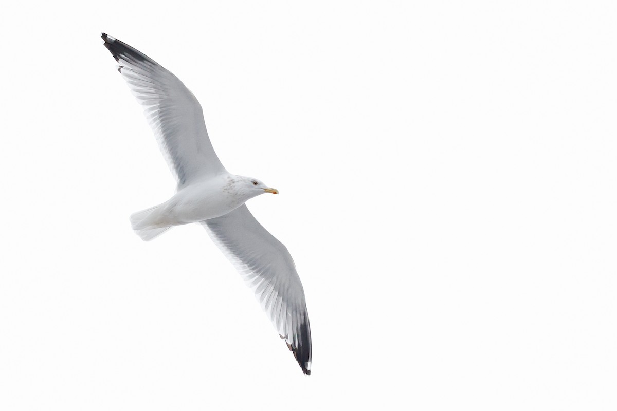 American Herring Gull - ML646315367