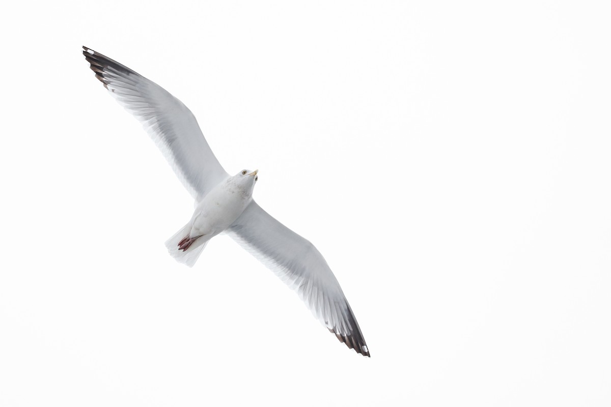 American Herring Gull - ML646315368