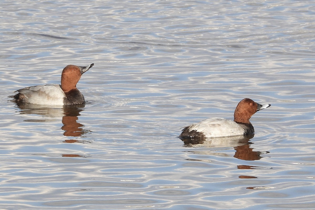 Common Pochard - ML646315370