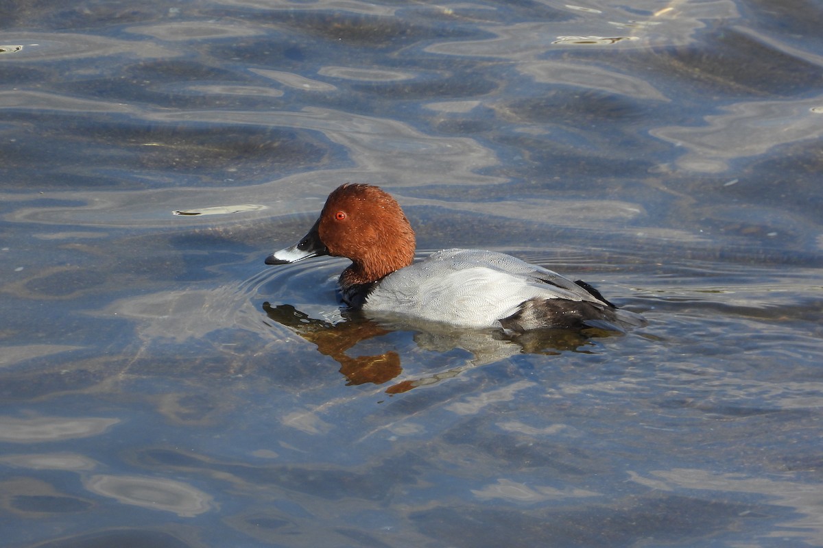 Common Pochard - ML646315371