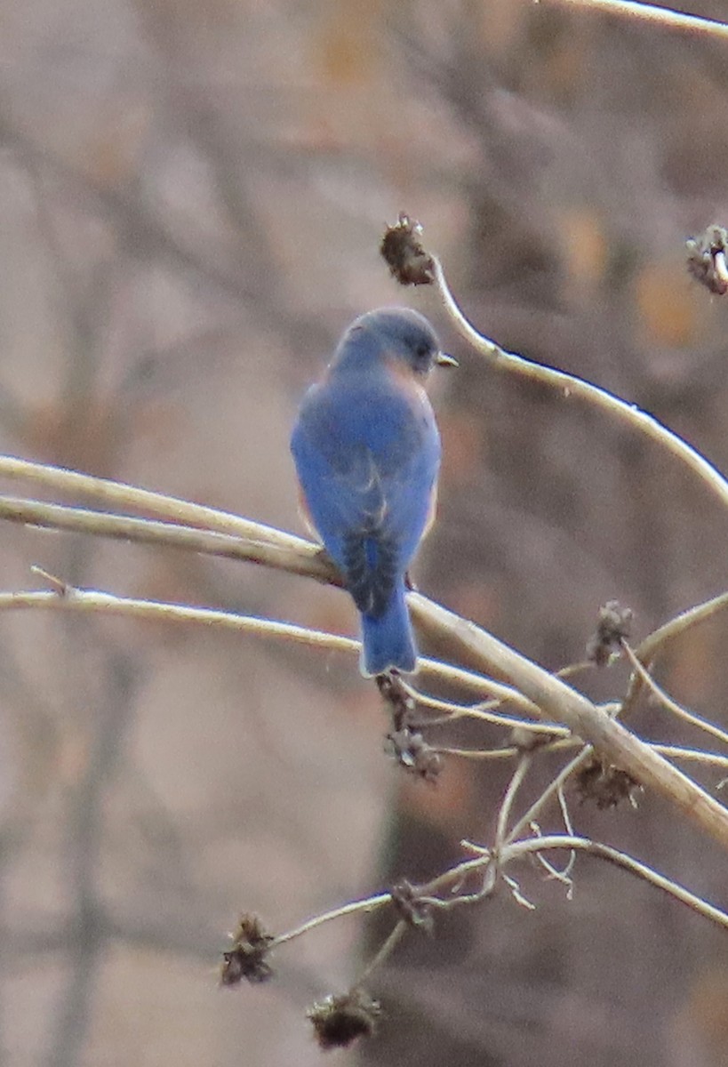 Eastern Bluebird - ML646315374