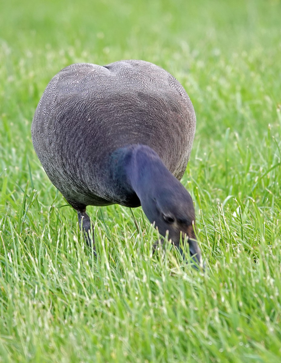 Tarro Maorí - ML646315375