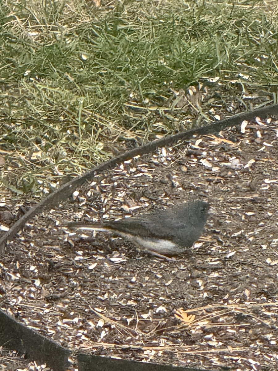 Dark-eyed Junco (Slate-colored) - ML646315376