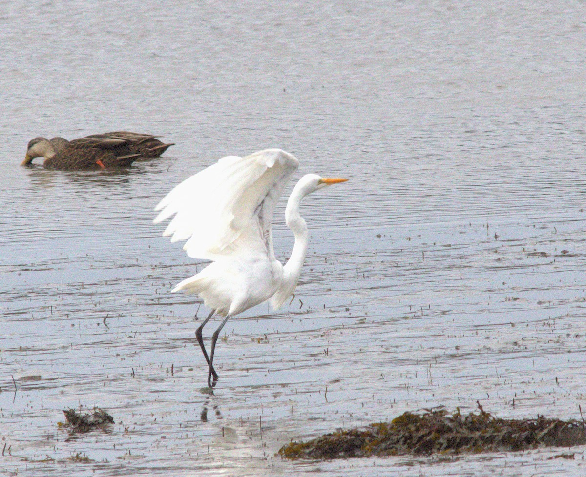 Great Egret - ML646315380