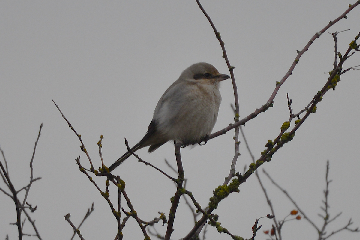 Alcaudón Boreal - ML646315381