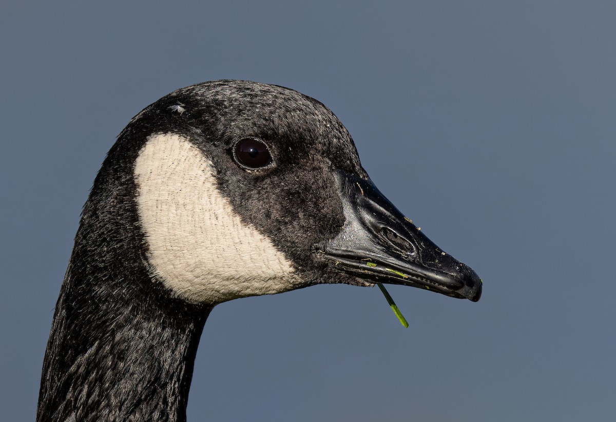 Canada Goose (moffitti/maxima) - ML646315382