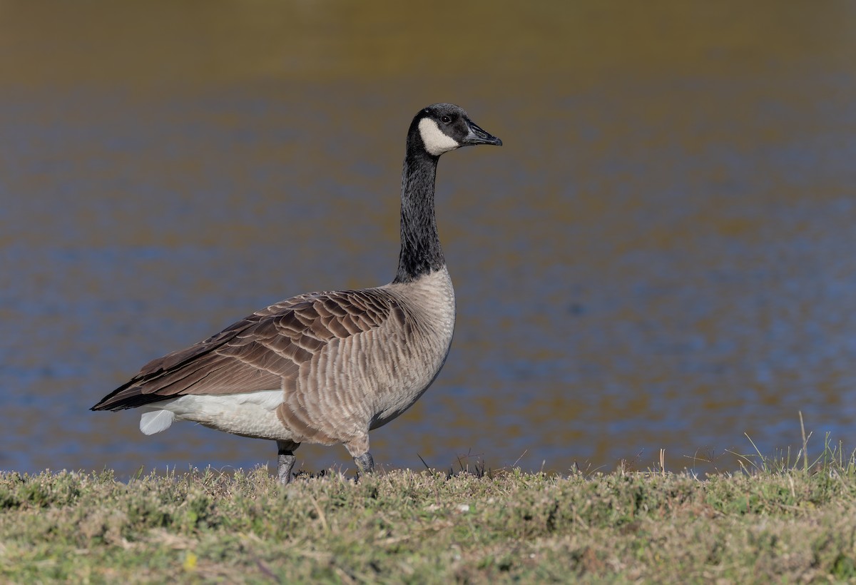 Canada Goose (moffitti/maxima) - ML646315383