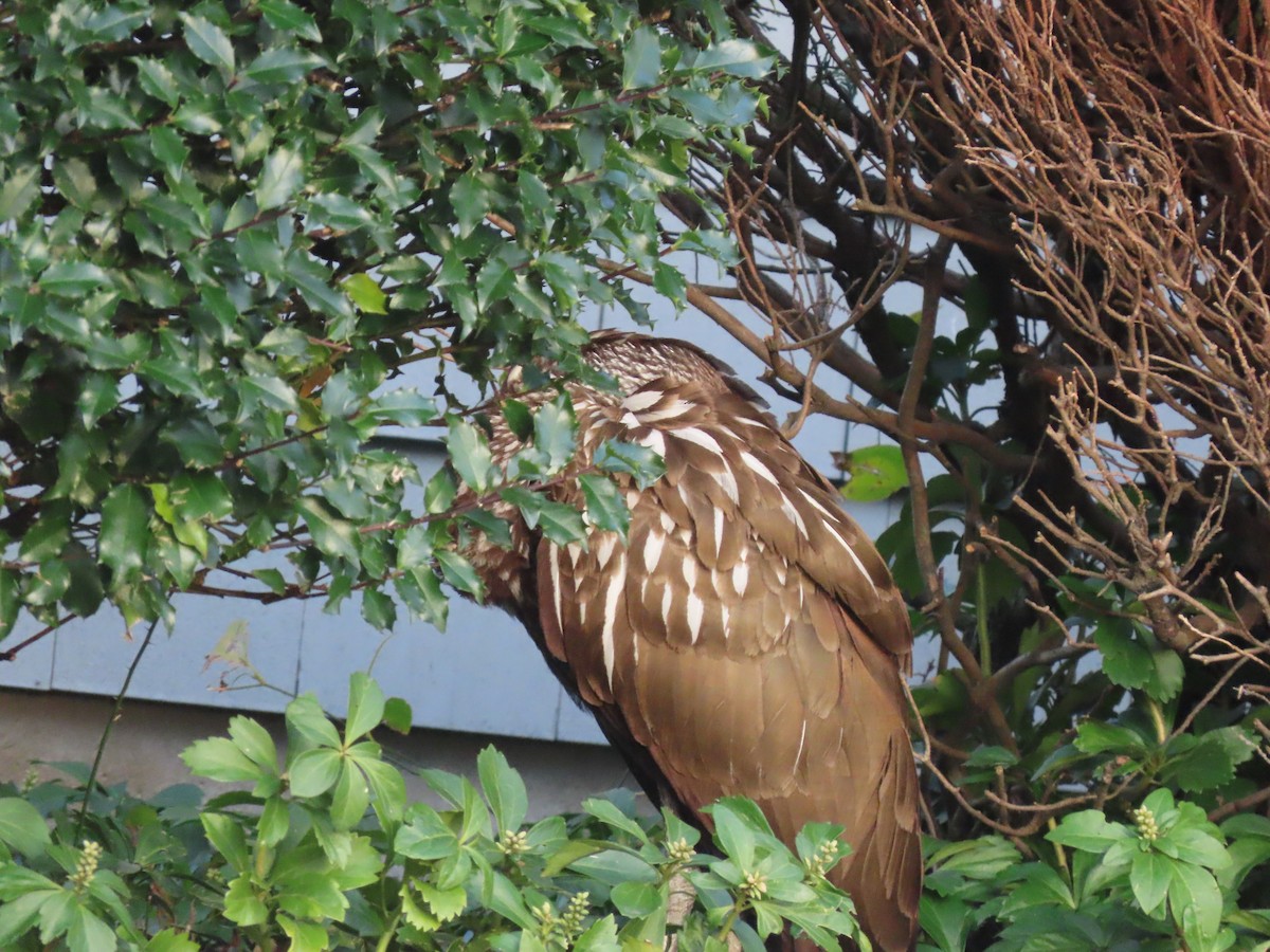 Limpkin - ML646315386