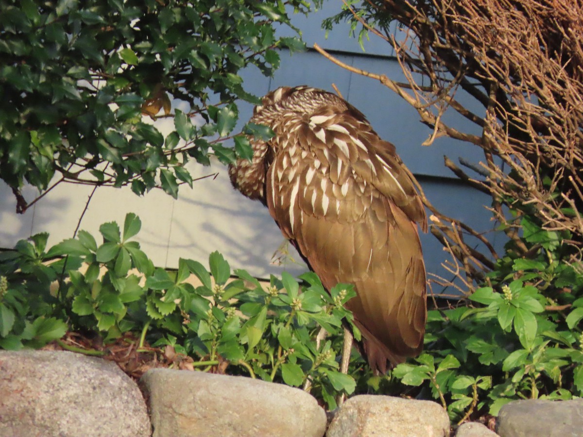 Limpkin - ML646315387