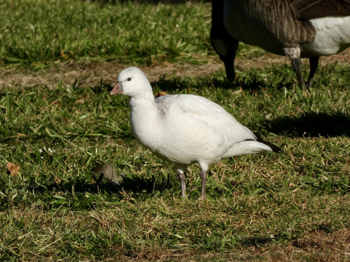 husa bělostná - ML646315390