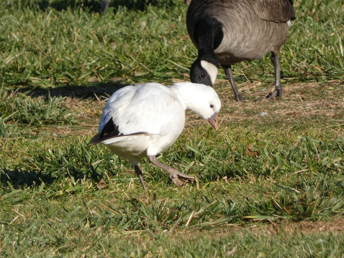 husa bělostná - ML646315391