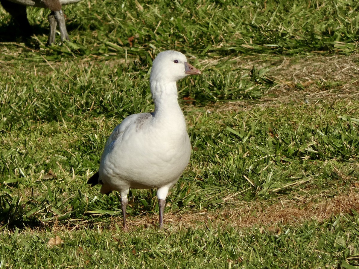 husa bělostná - ML646315392