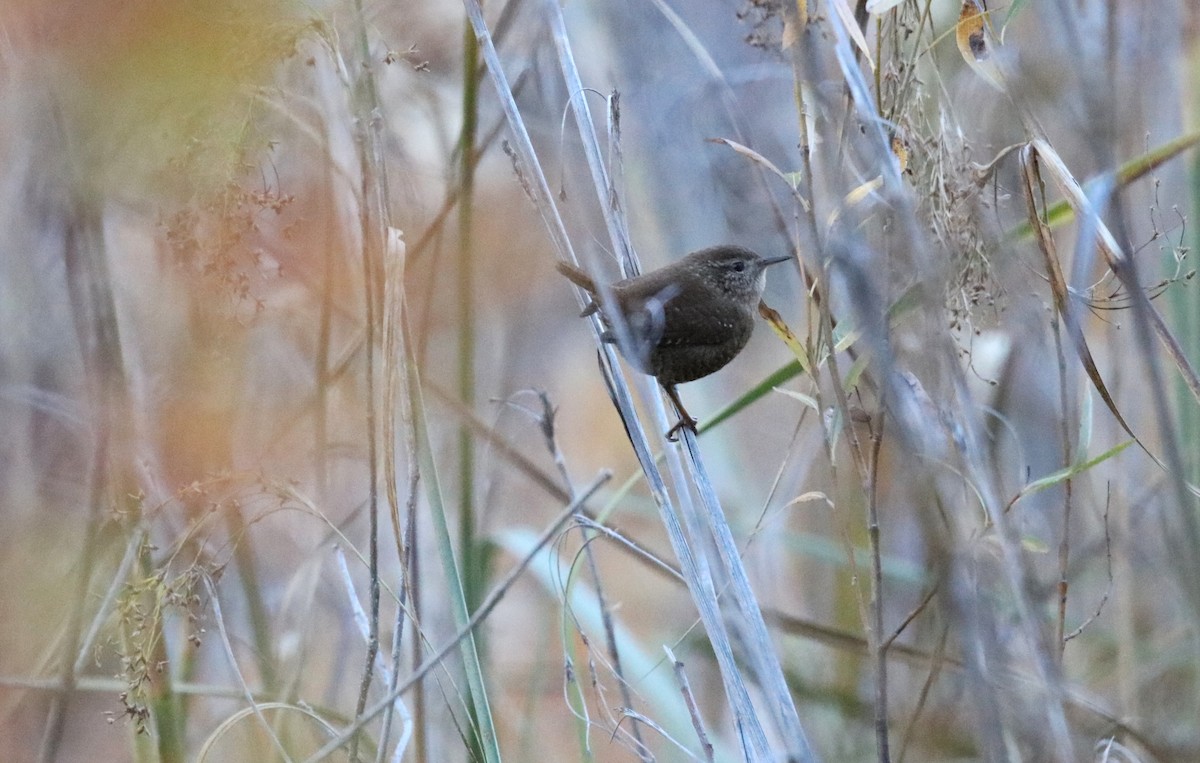 Winter Wren - ML646315393