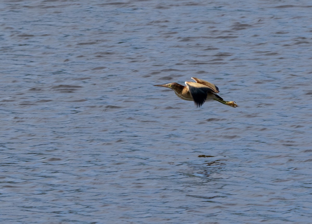 Yellow Bittern - ML646315395