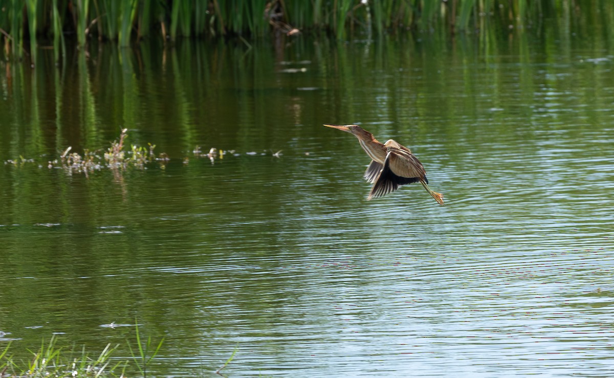 Yellow Bittern - ML646315396