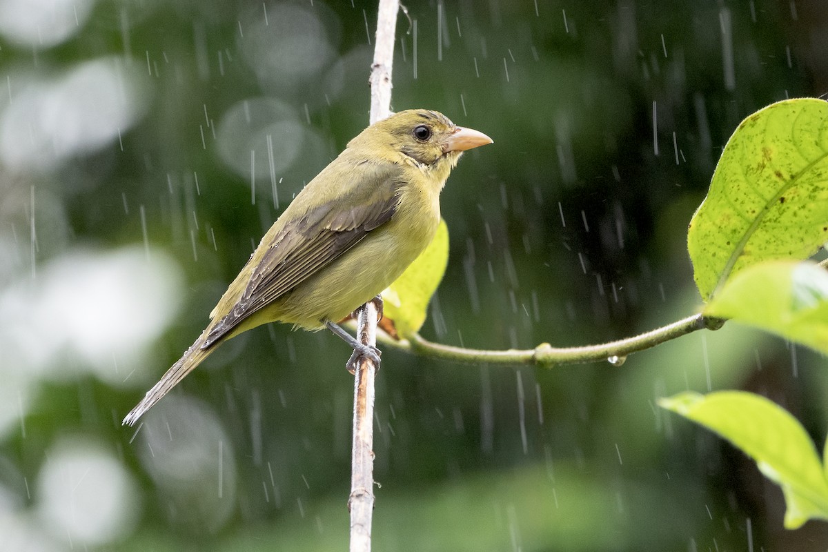 Scarlet Tanager - ML646315397