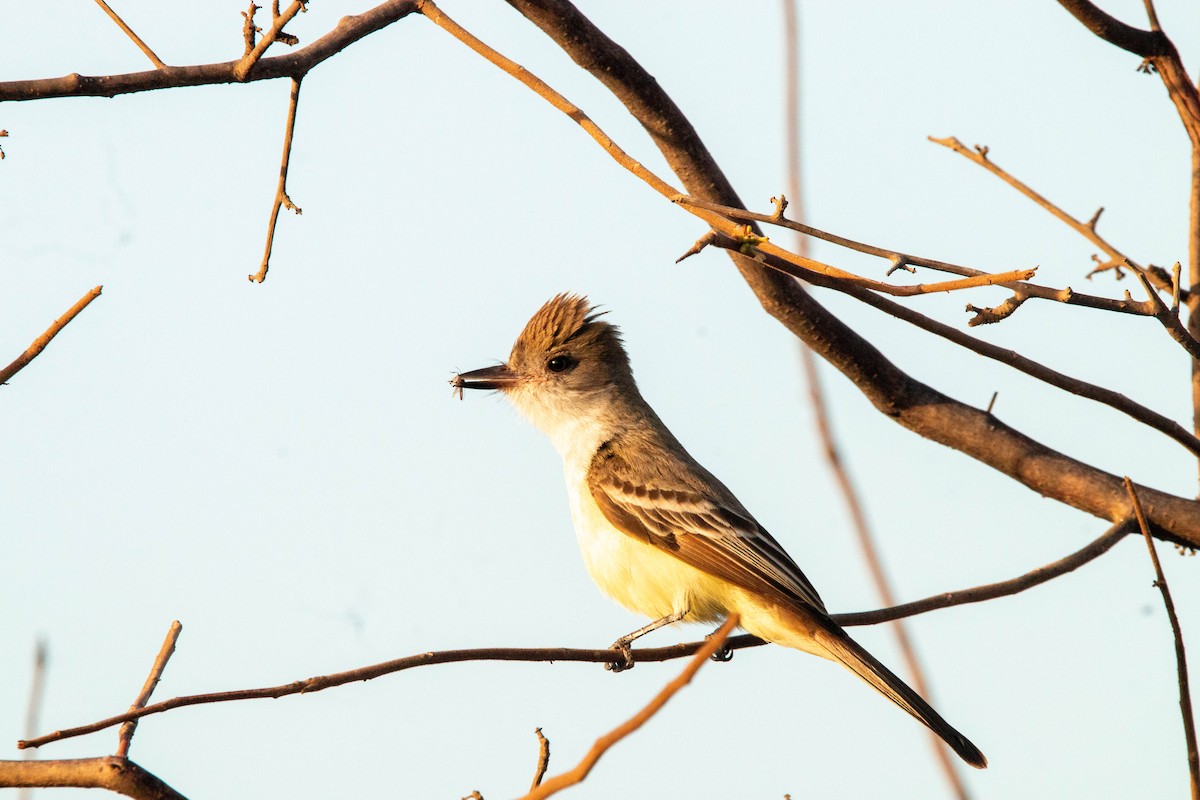Brown-crested Flycatcher - ML646315404