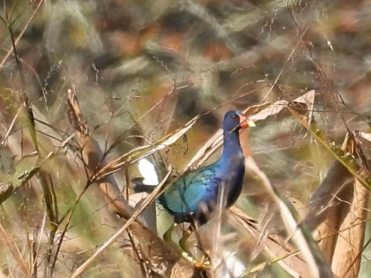 Purple Gallinule - ML646315408