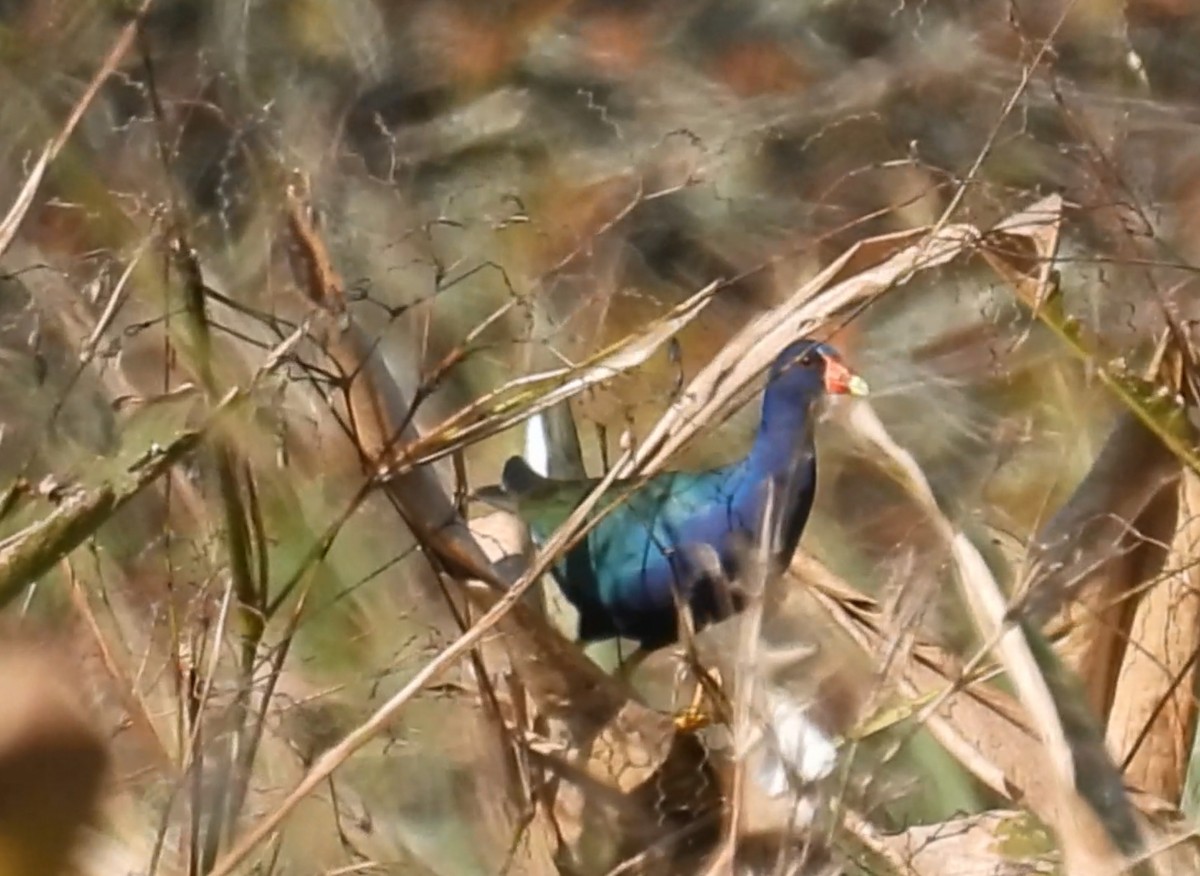 Purple Gallinule - ML646315409