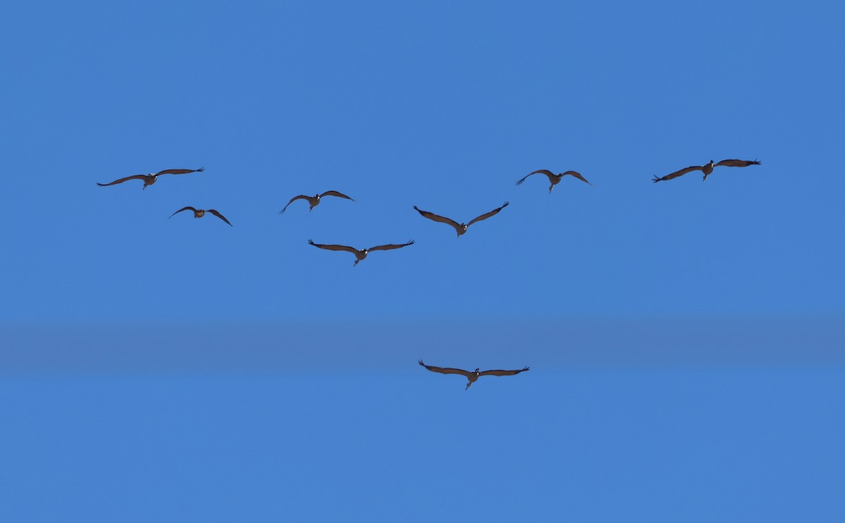 Sandhill Crane - ML646315411