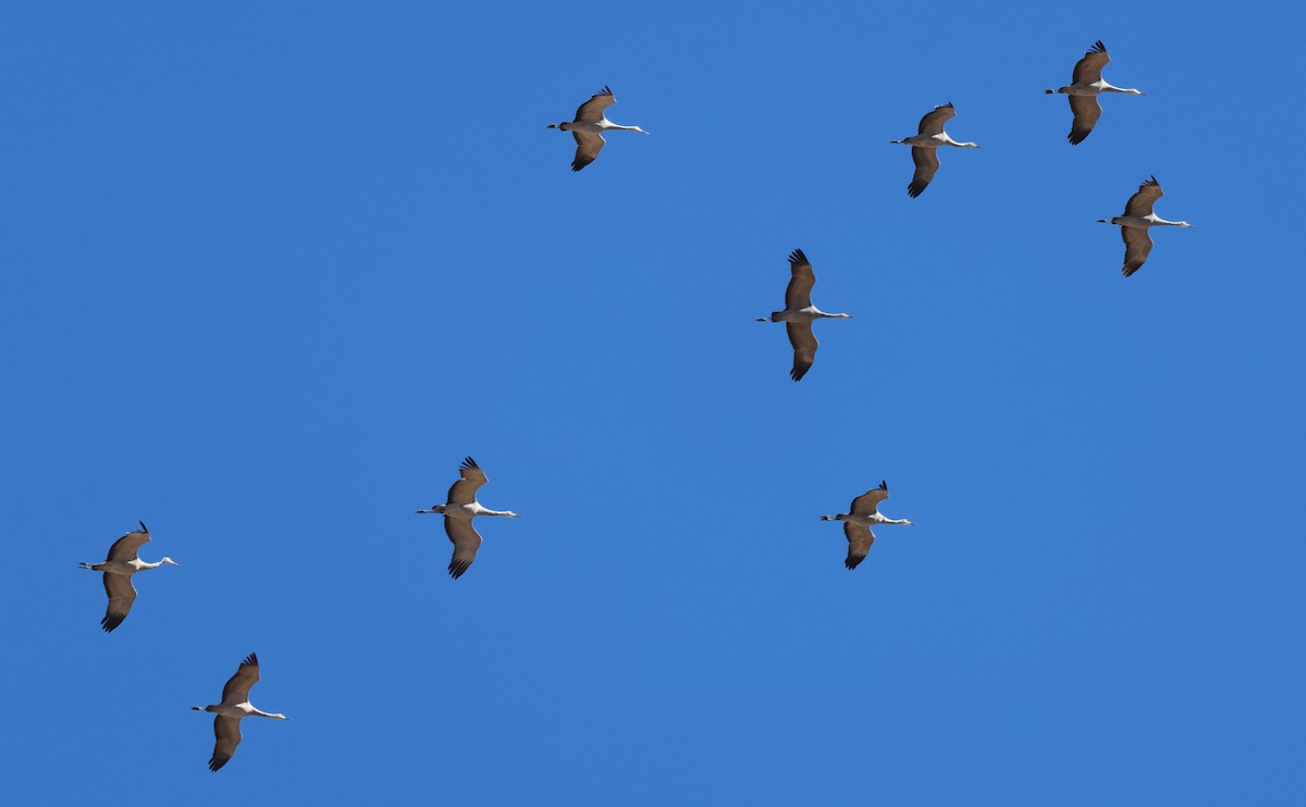 Sandhill Crane - ML646315412