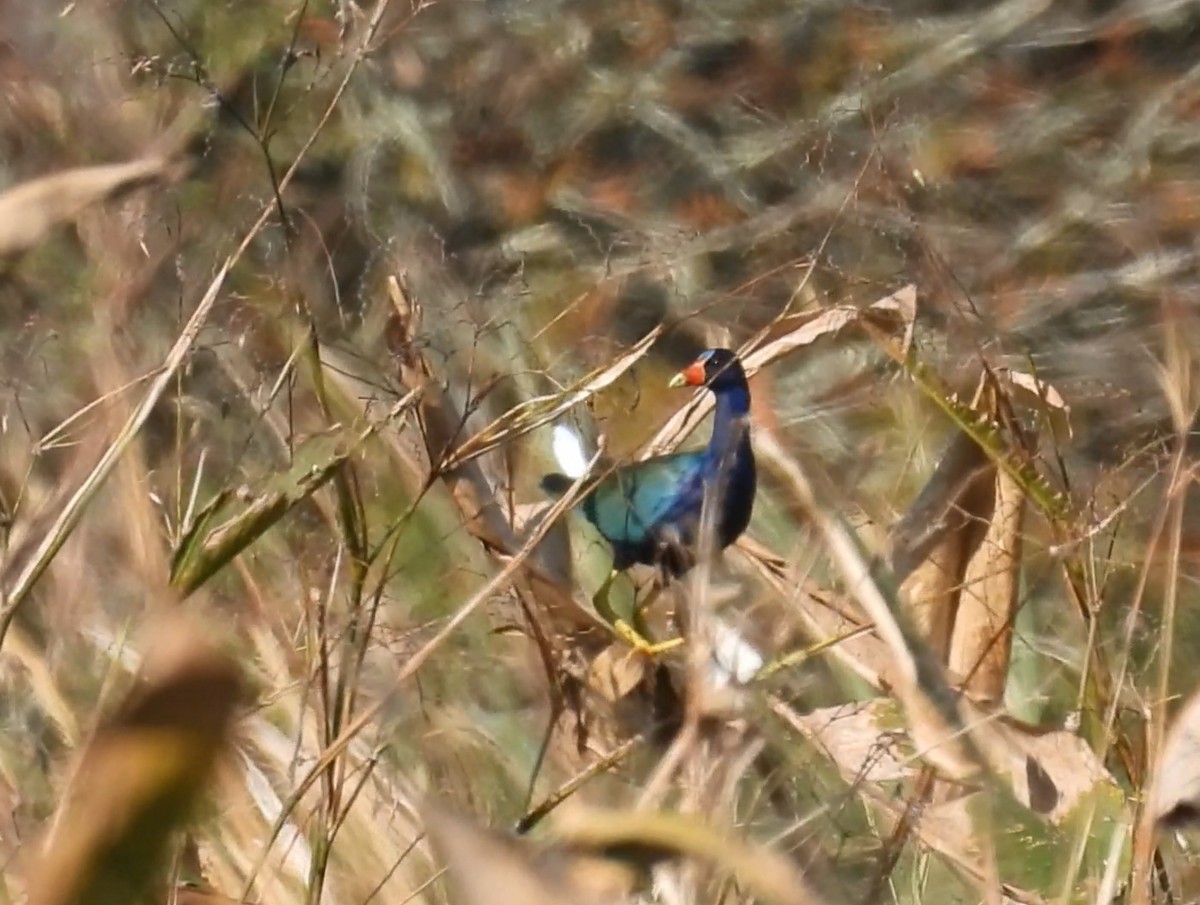Purple Gallinule - ML646315415