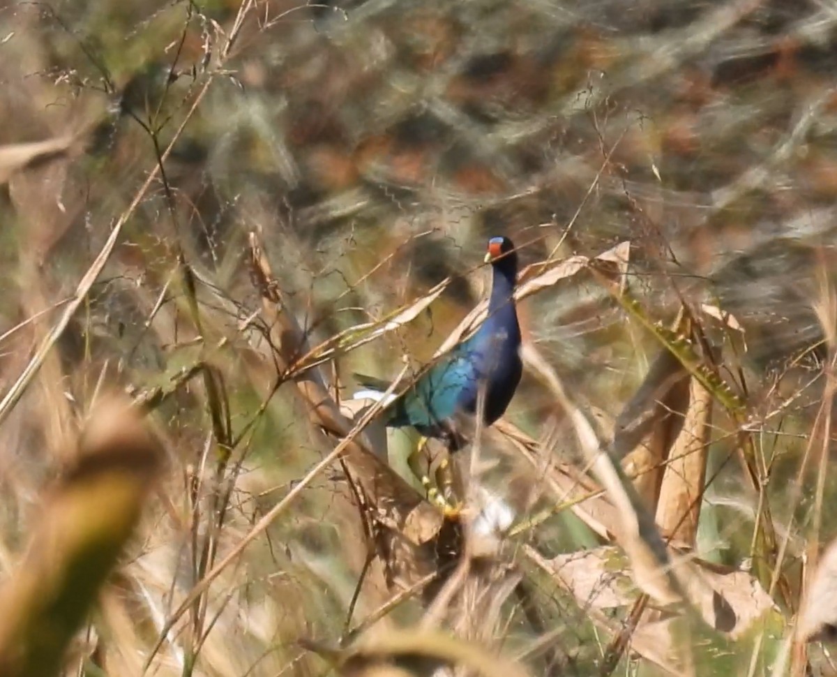 Purple Gallinule - ML646315416