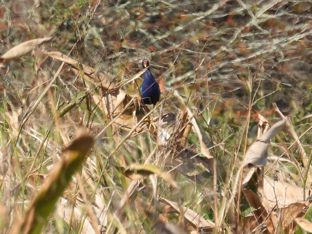 Purple Gallinule - ML646315418