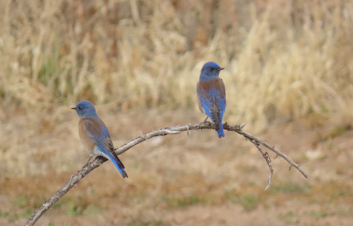 Western Bluebird - ML646315419