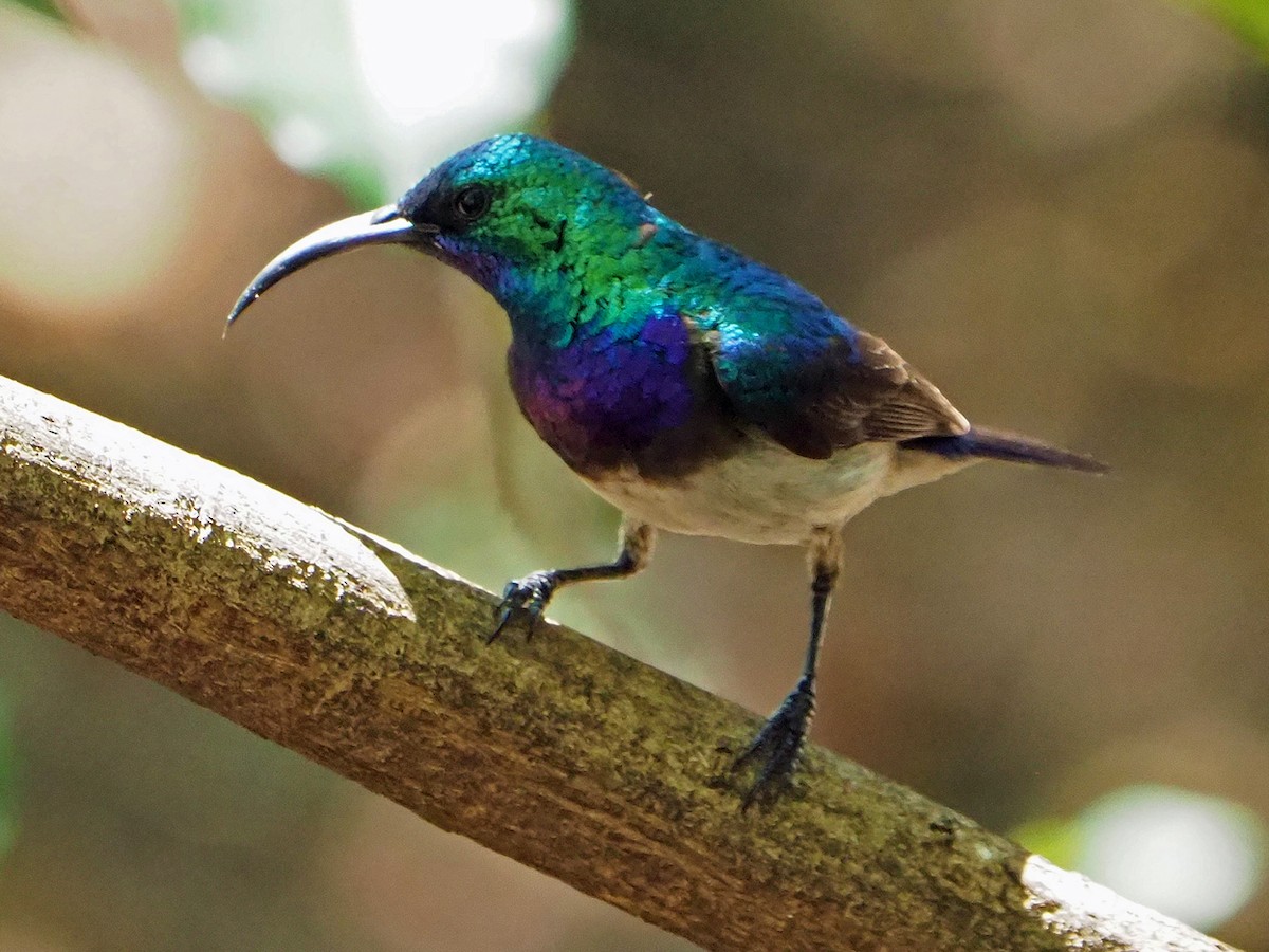 White-bellied Sunbird - ML646315421