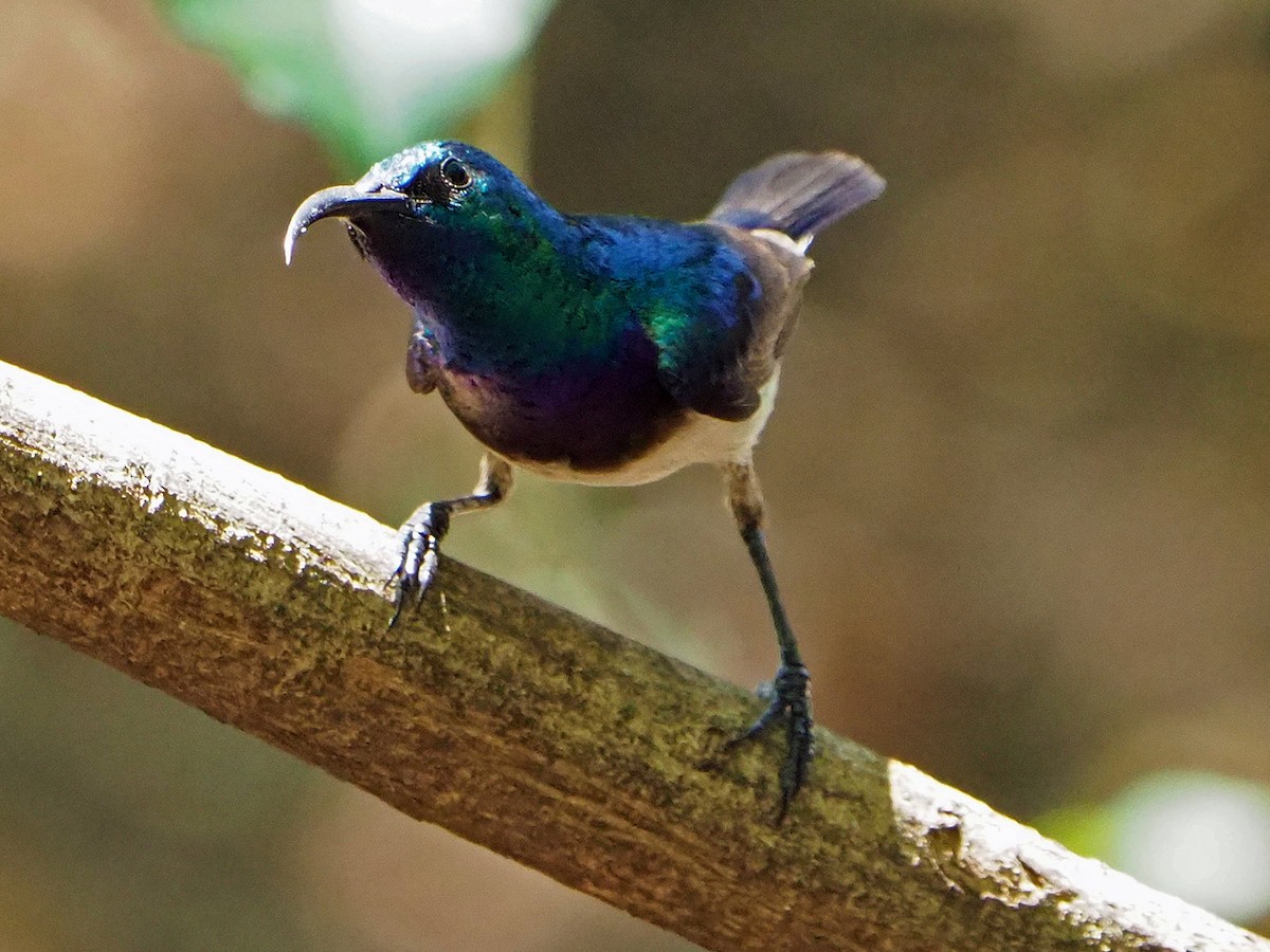 White-bellied Sunbird - ML646315422
