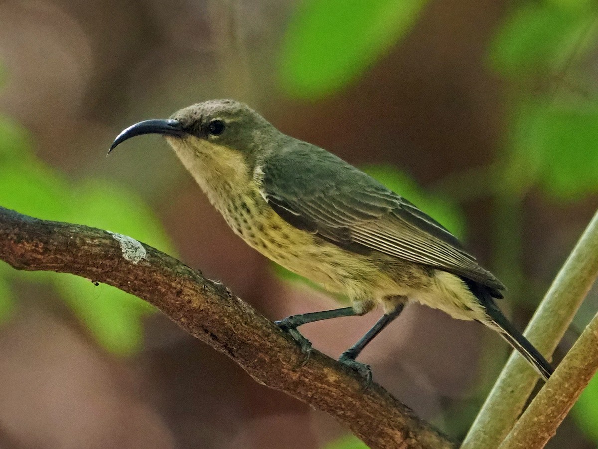 White-bellied Sunbird - ML646315423