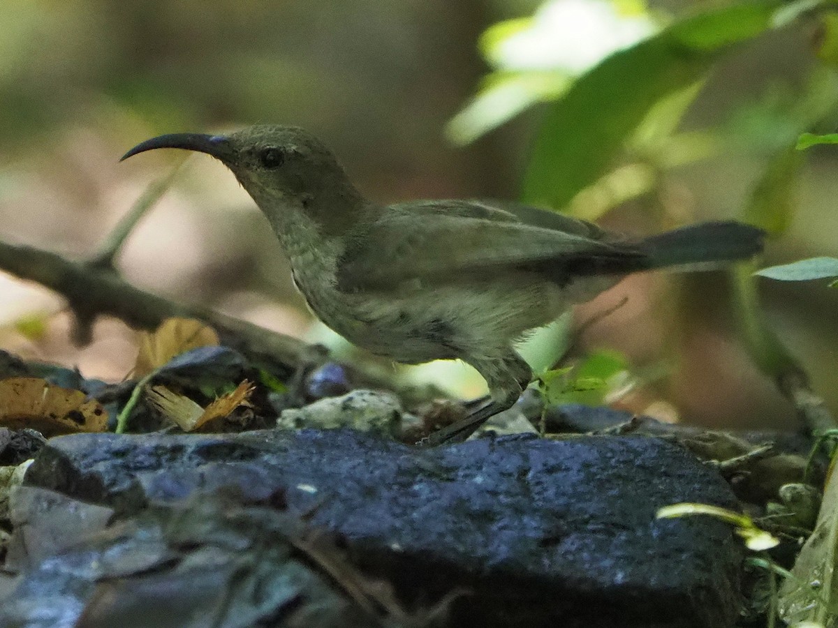 White-bellied Sunbird - ML646315424
