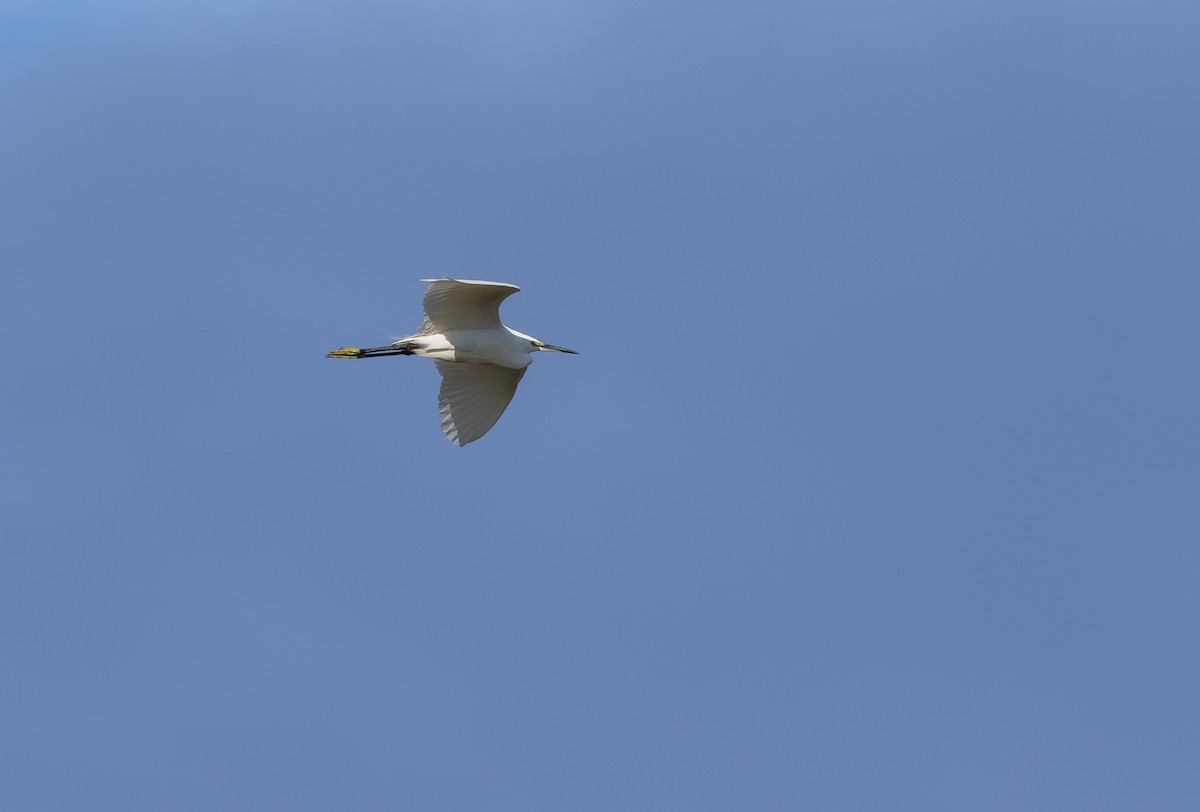 Little Egret - ML646315426