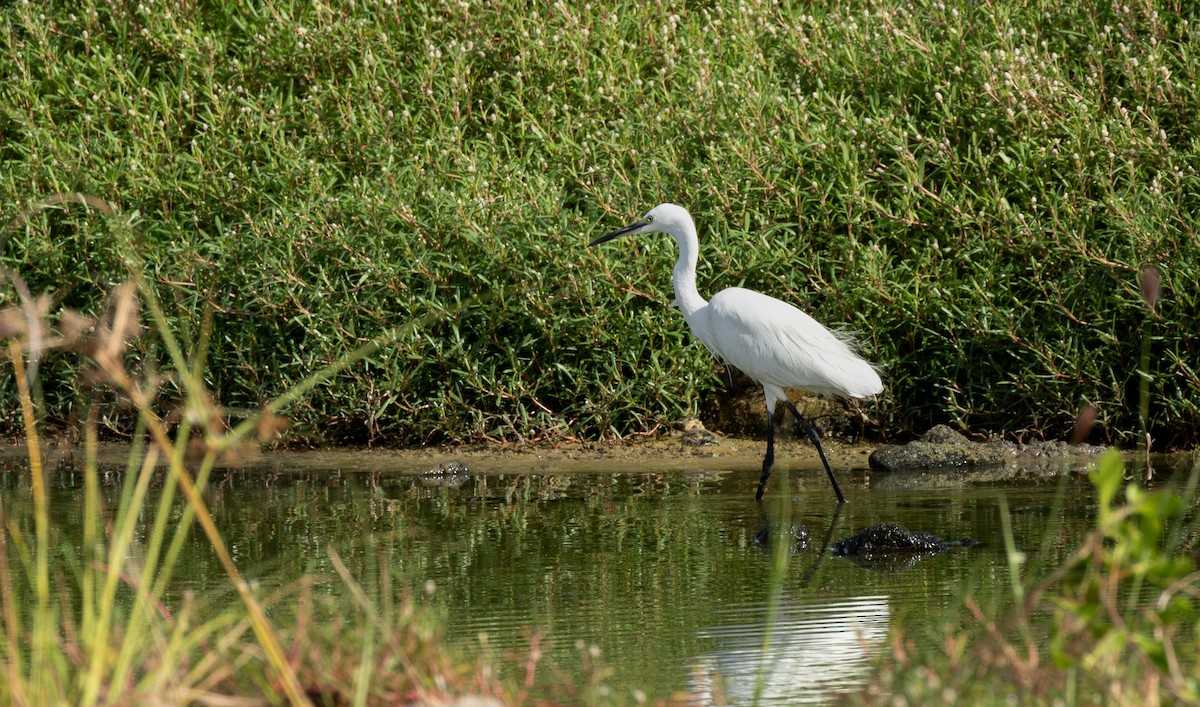 Little Egret - ML646315427