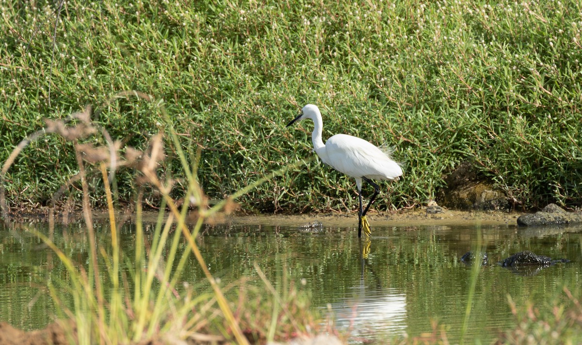 Little Egret - ML646315428