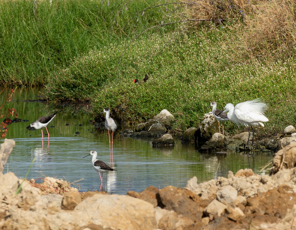 Little Egret - ML646315429