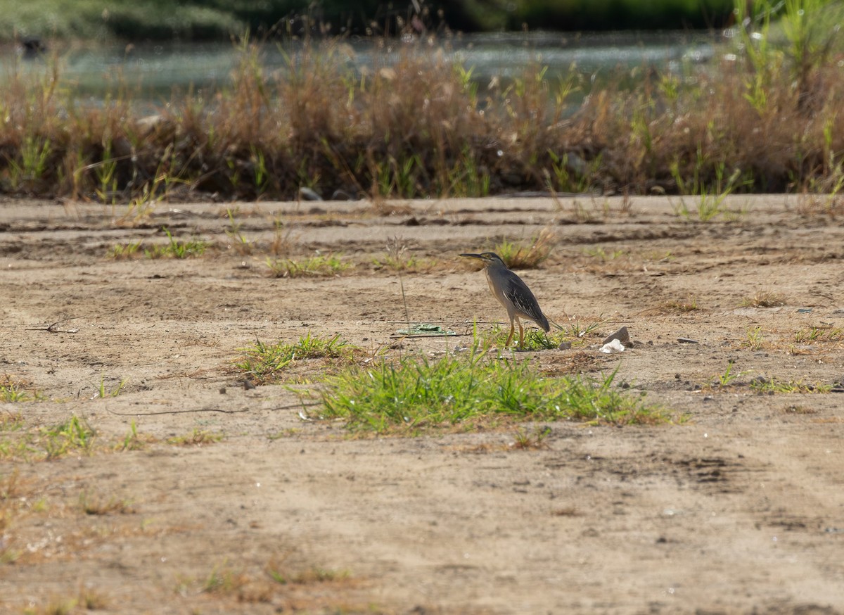 Little Heron - ML646315438
