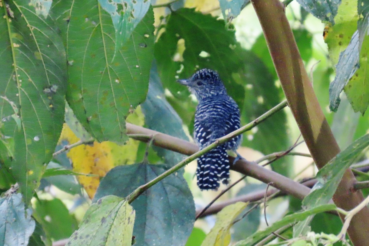 Bar-crested Antshrike - ML646315450