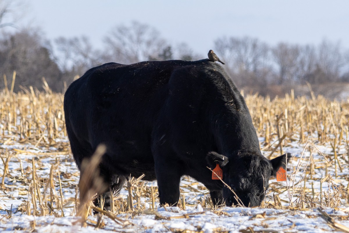 Brown-headed Cowbird - ML646315453