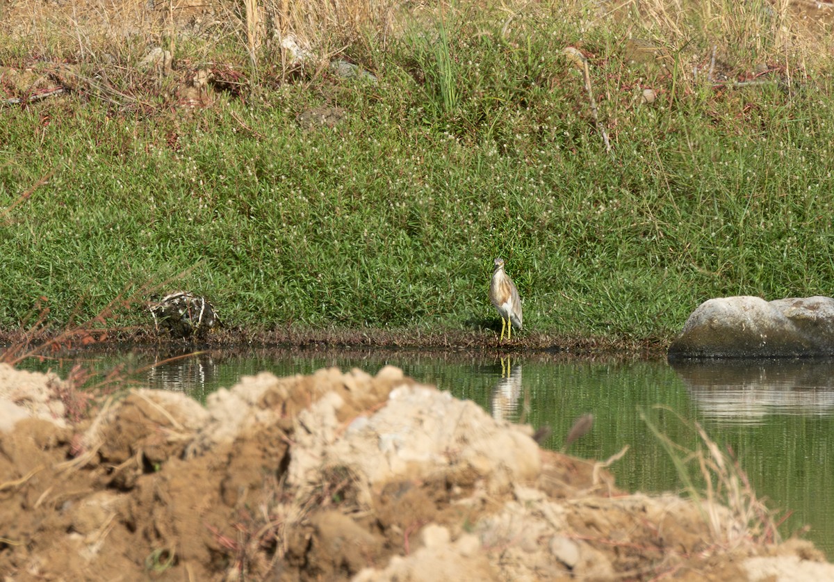 Javan Pond-Heron - ML646315454