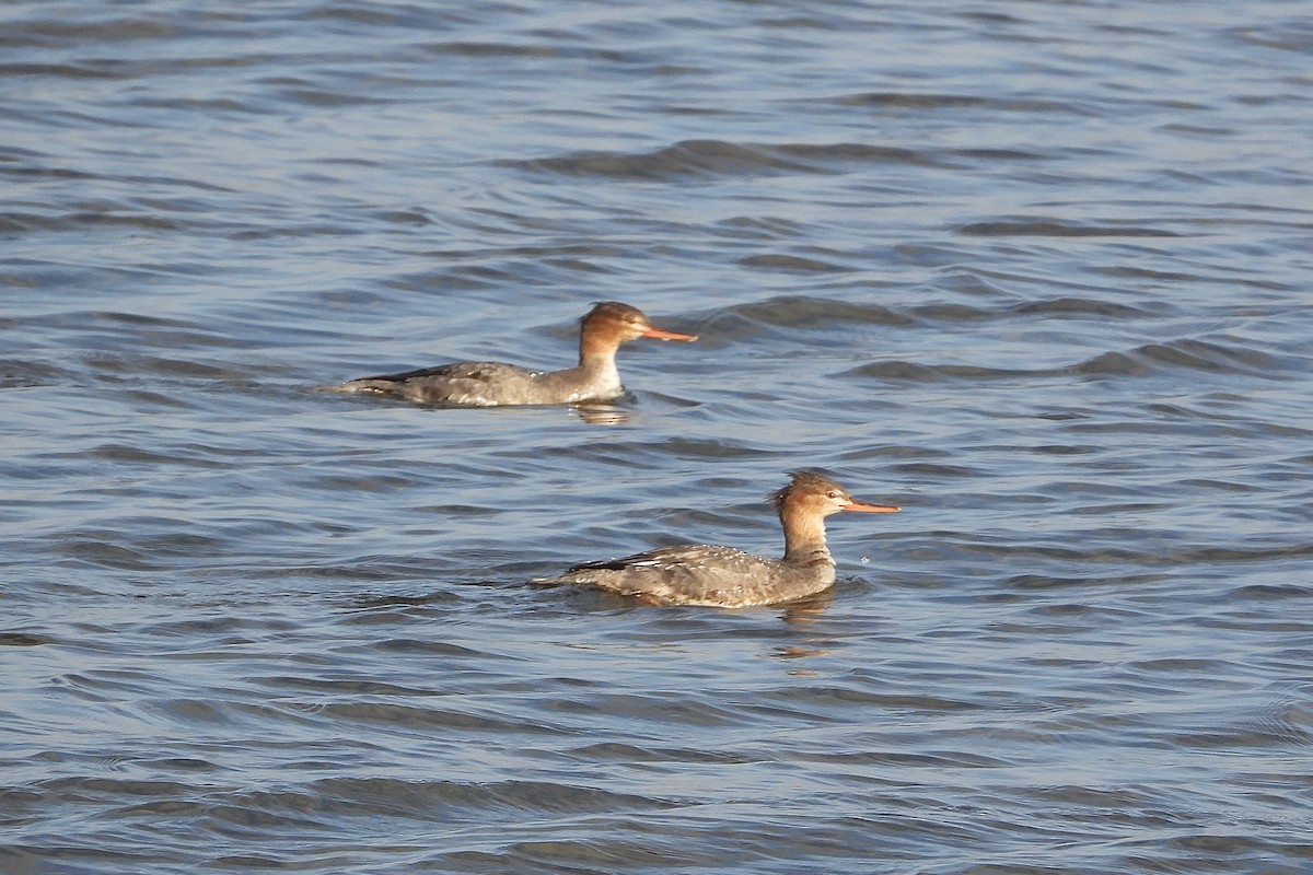 Крех середній - ML646315456