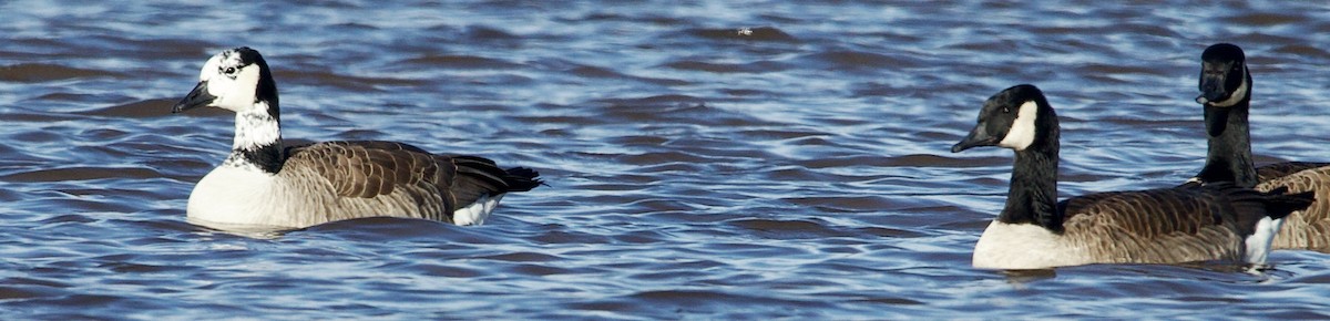 Canada Goose - ML646315457