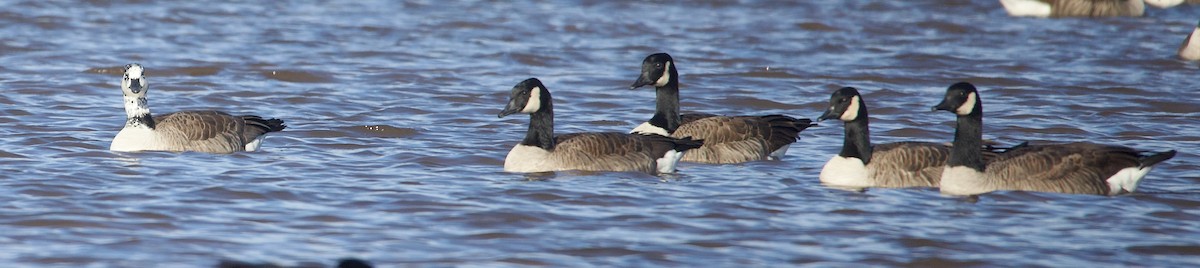 Canada Goose - ML646315458