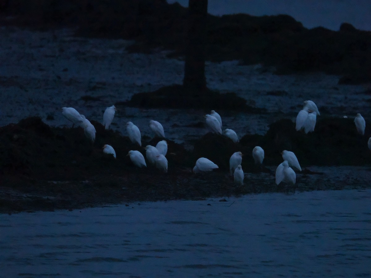 ニシアマサギ - ML646315459