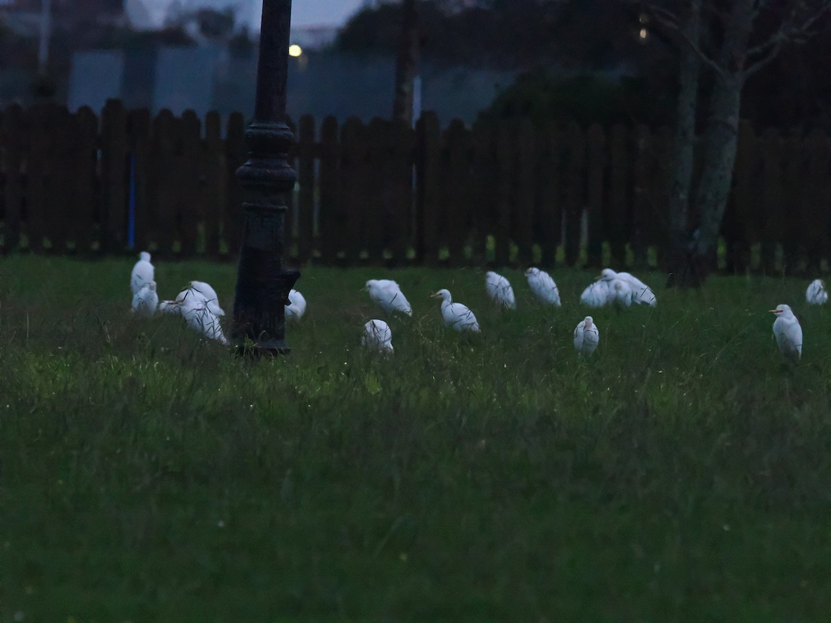 ニシアマサギ - ML646315460