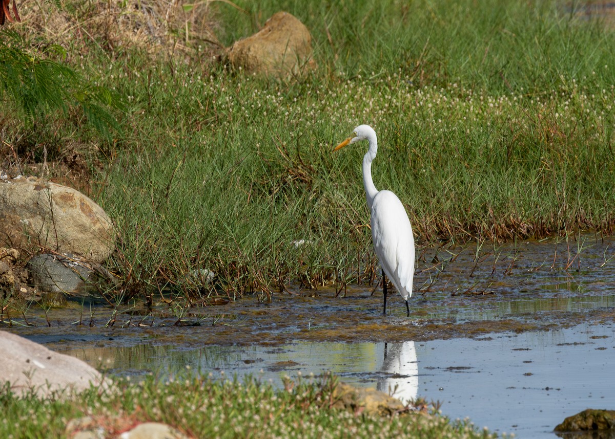 Great Egret - ML646315461