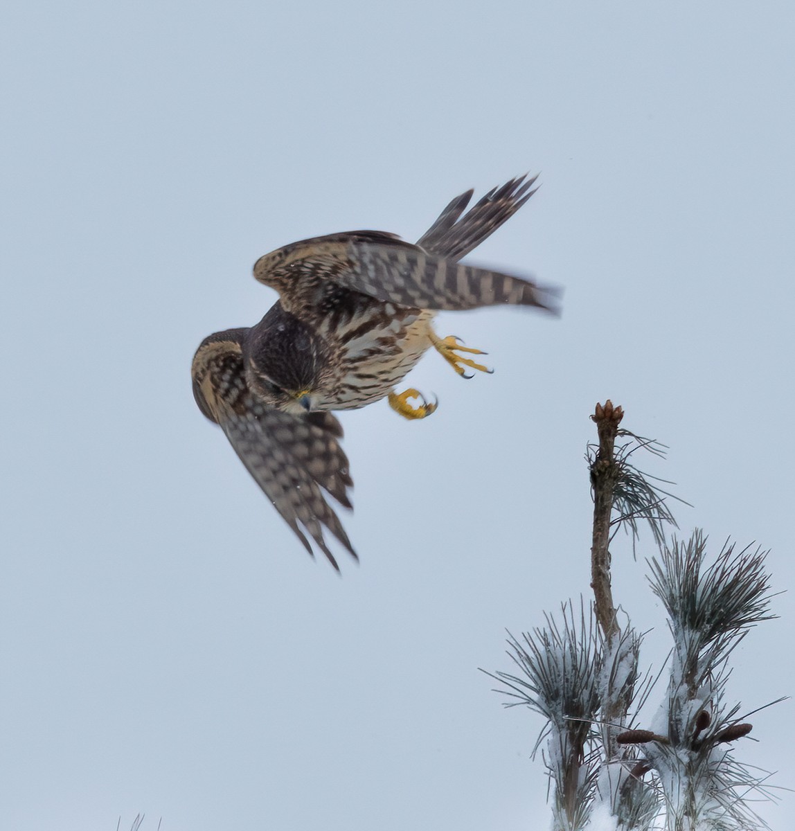 Merlin - ML646315463