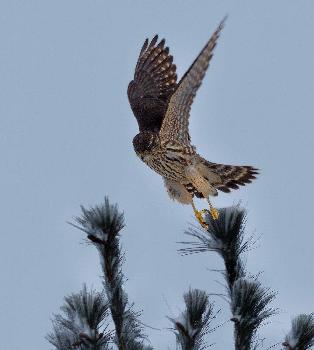 Merlin - ML646315464