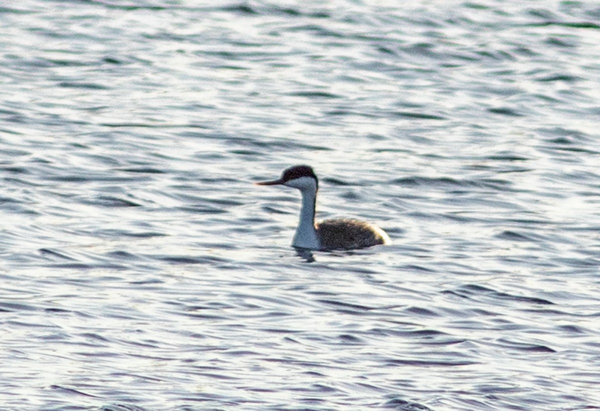Western Grebe - ML646315465